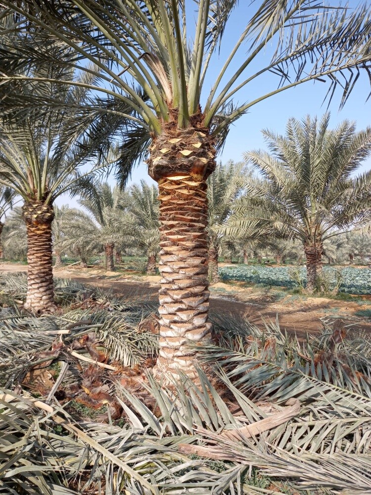مزارع ومنسق حدائق - 13