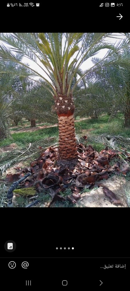 مزارع ومنسق حدائق - 17