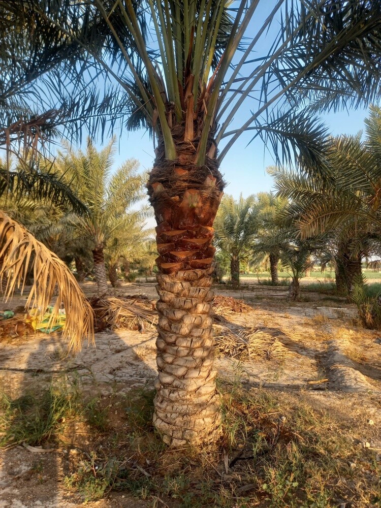 تركيب وتنظيف وبيع النخل - 4