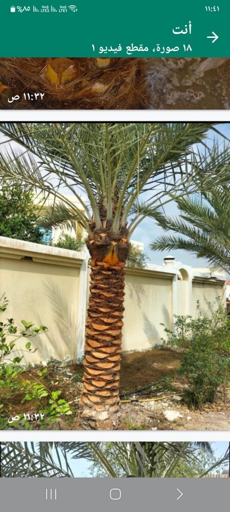 تركيب وتنظيف وبيع النخل - 5