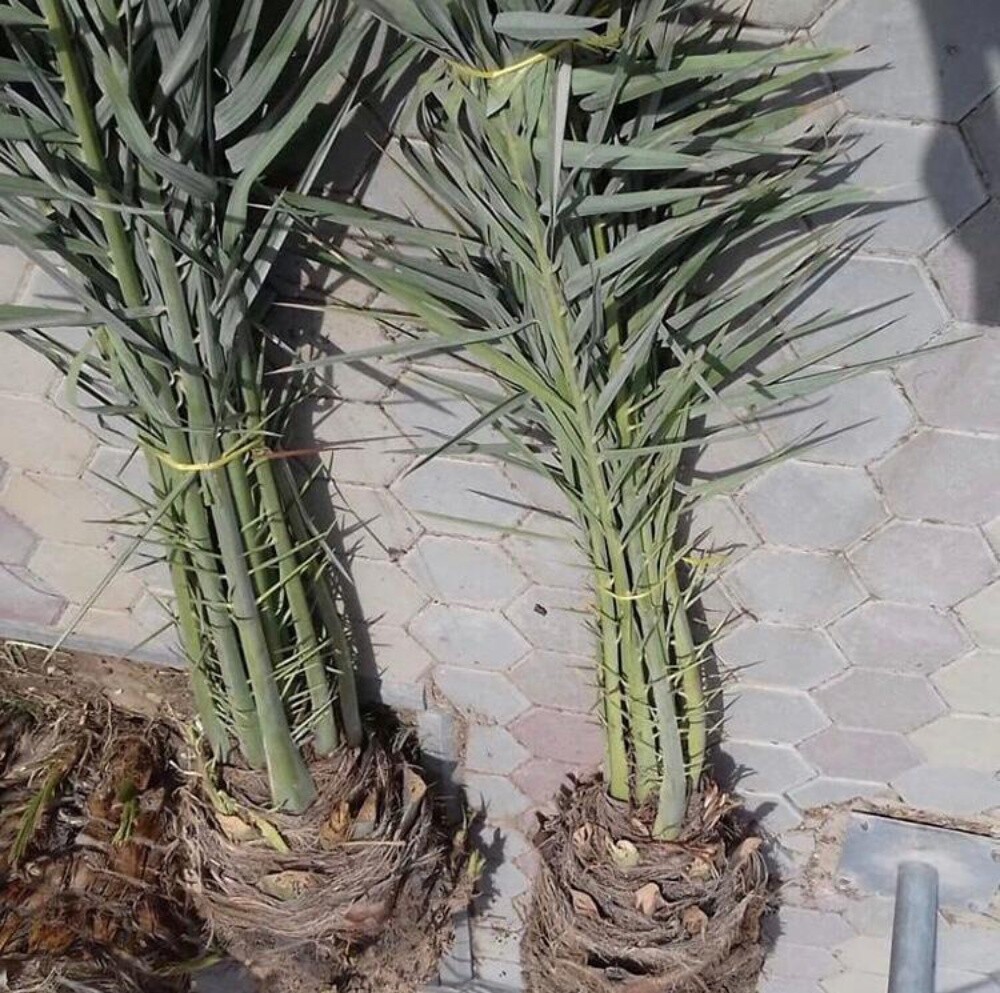 تركيب وتنظيف وبيع النخل - 21