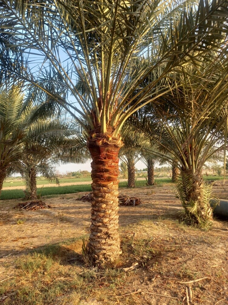 تركيب وتنظيف وبيع النخل - 3