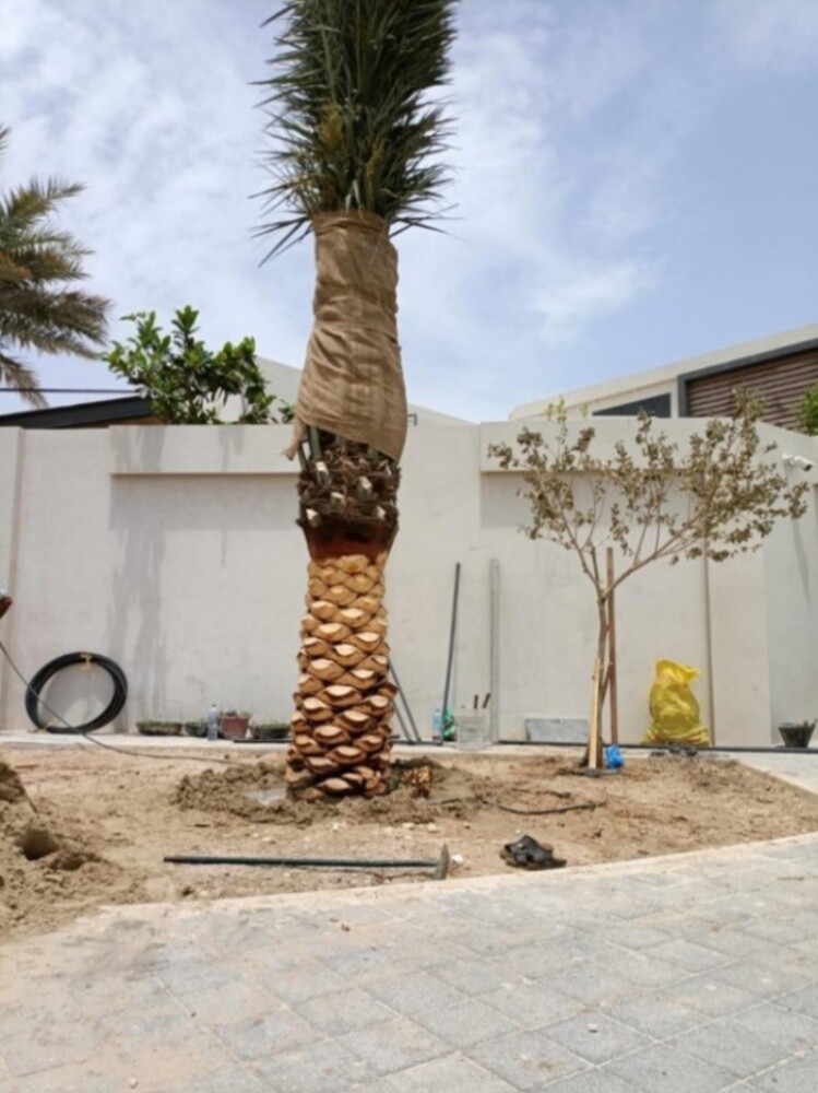 تركيب وتنظيف وبيع النخل - 9