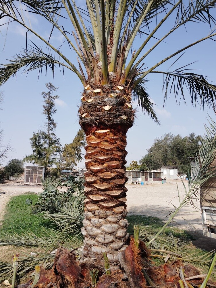 تركيب وتنظيف وبيع النخل - 2