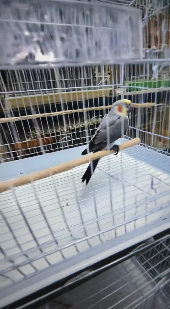 New cage  with 3 levels &new nest - 5