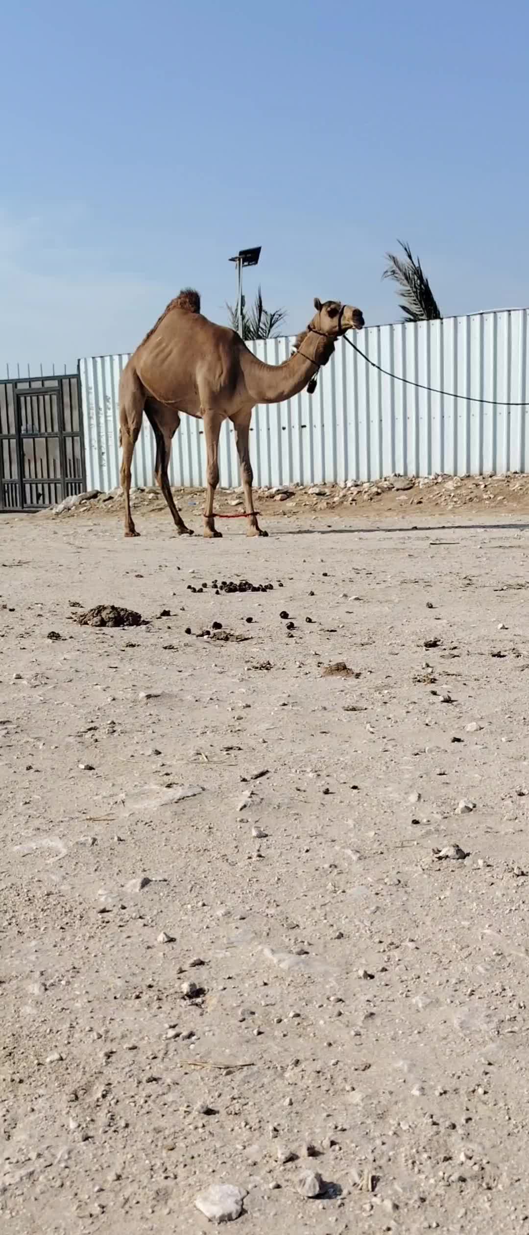 للبيع بكرا لقيه الاب مياس الرشدي - 1