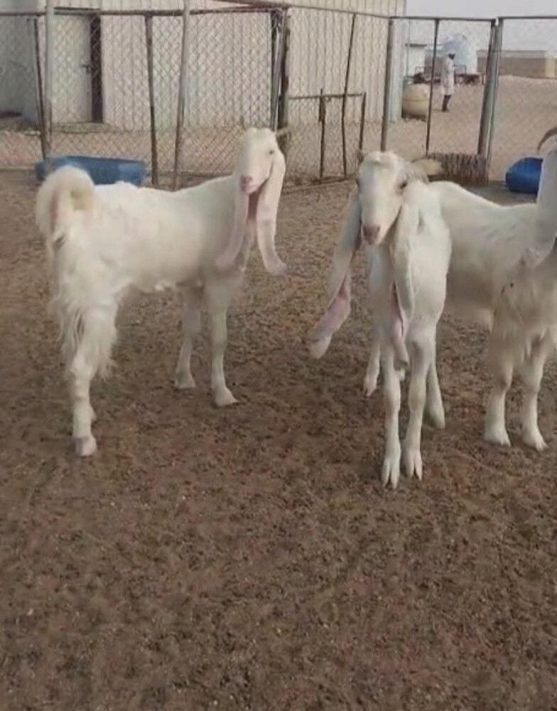 مطلوب معزه مشاريك بيض - 2
