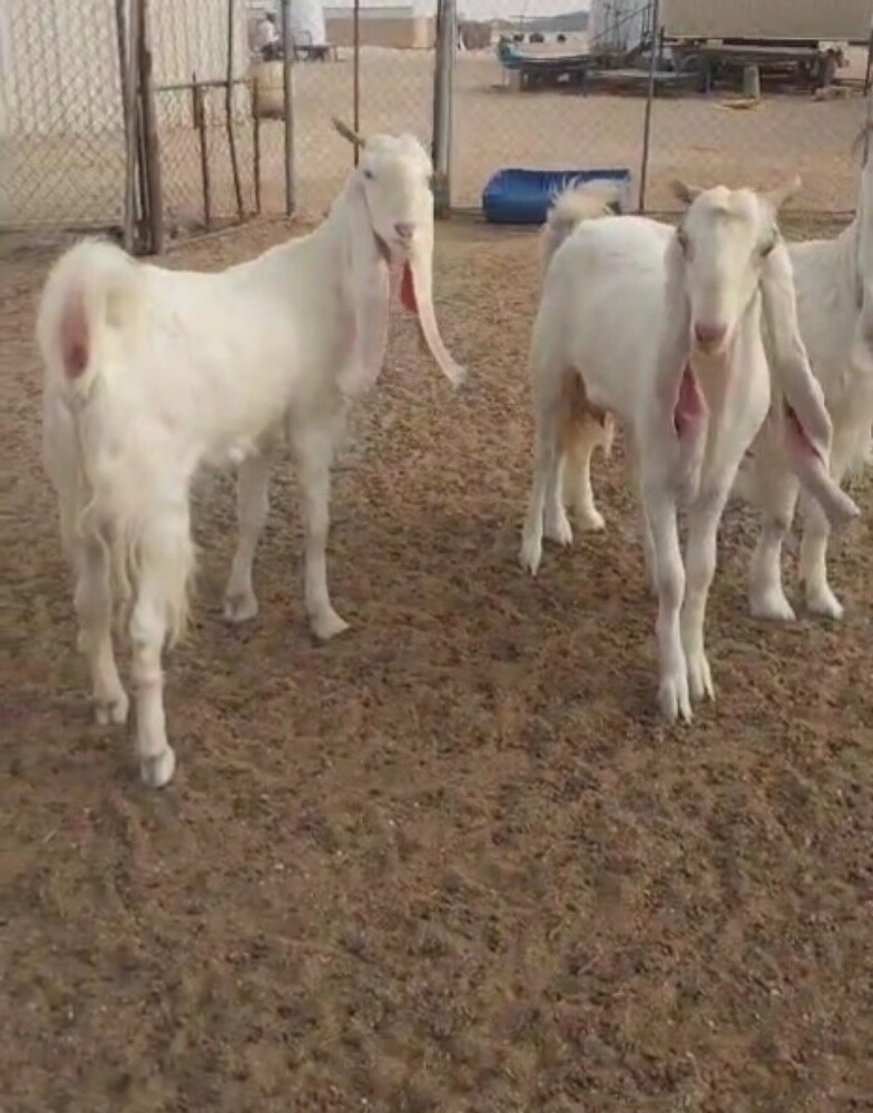 مطلوب معزه مشاريك بيض - 3