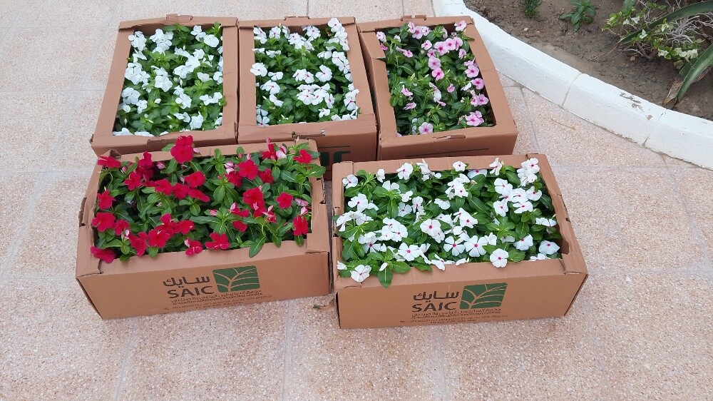 منسق حدائق جميله 55079950 - 6