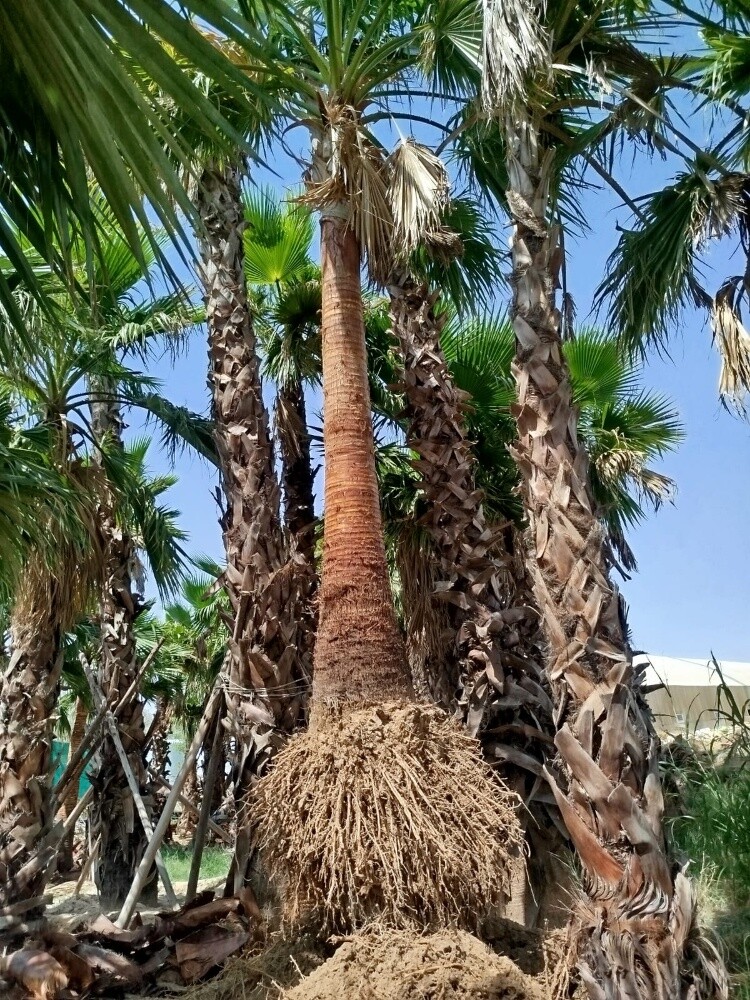 منسق حدائق جميله 55079950 - 7