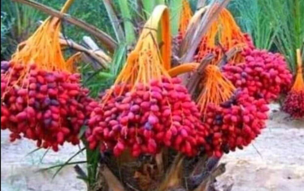 زراعة الوشنطنيا والنخيل - 1