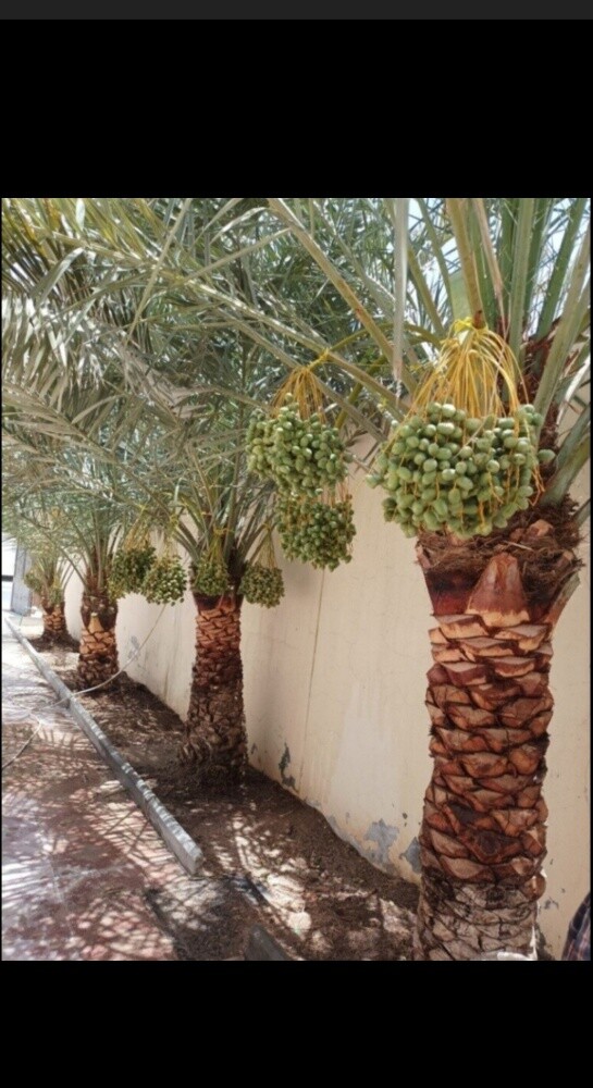 منسق حدائق - 29