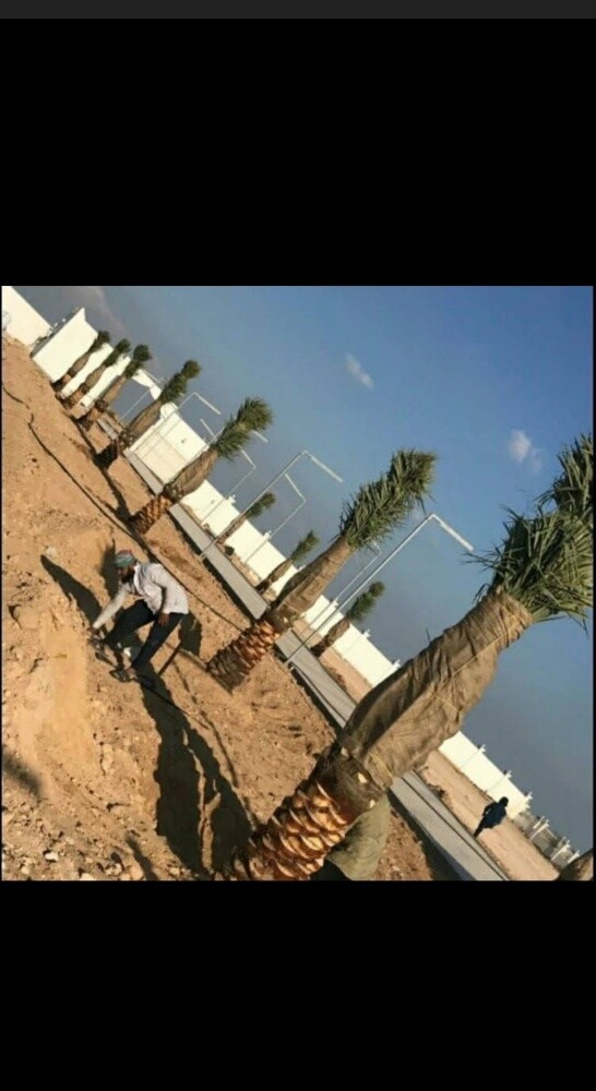 منسق حدائق - 21