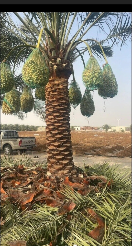 منسق حدائق - 23