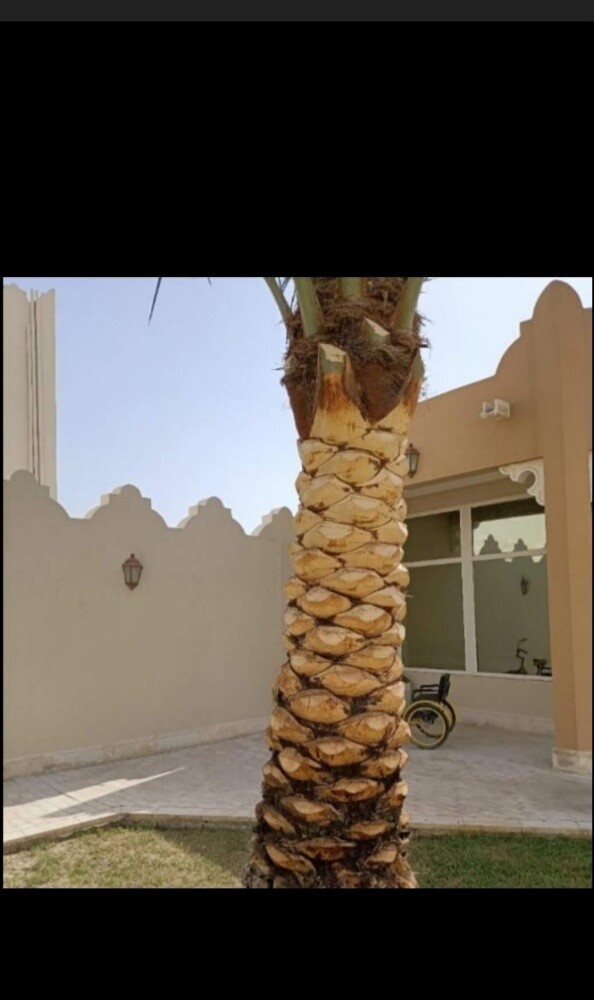 منسق حدائق - 19