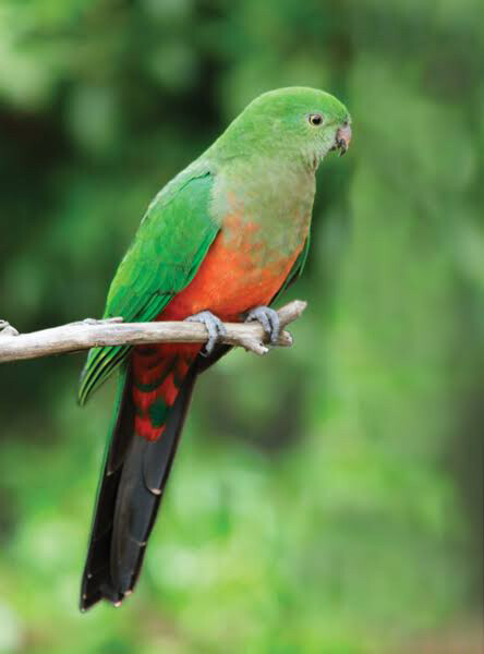 female king parrot wanted - 1