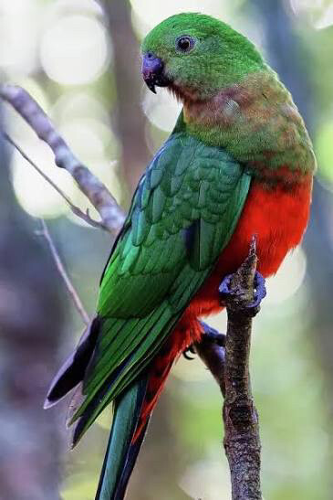 female king parrot wanted - 2