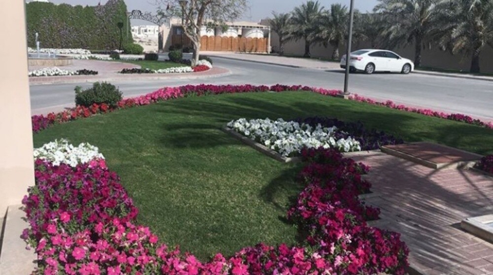 زراعة العشب والوشنطنيه والنخيل - 3