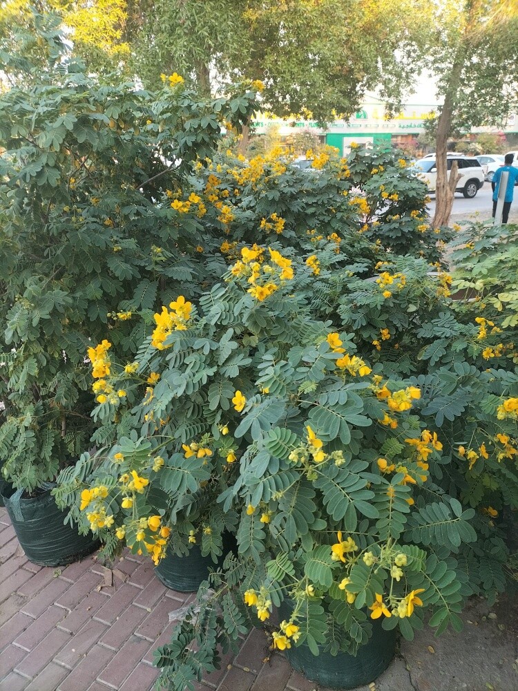 مزارع ومنسق حدائق 55079950 - 12