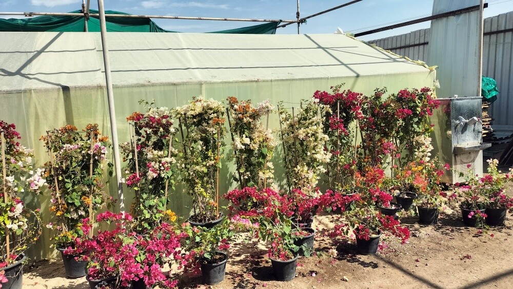 مزارع ومنسق حدائق 55079950 - 9