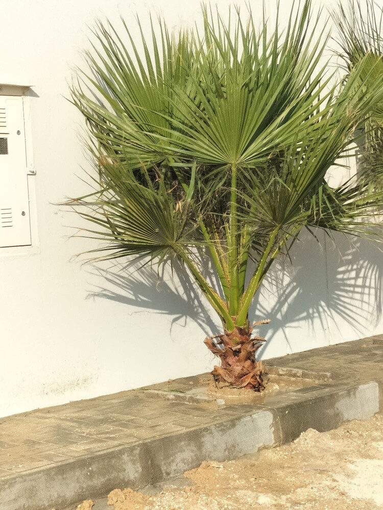 مزارع ومنسق حدائق 55079950 - 10