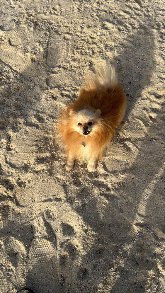 dog lost in wakrah - 1