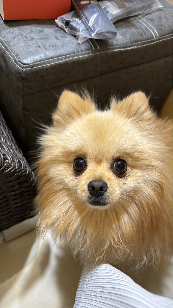 dog lost in wakrah - 2