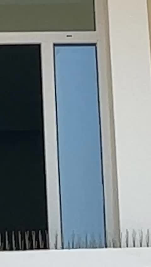#bird_spikes - 1