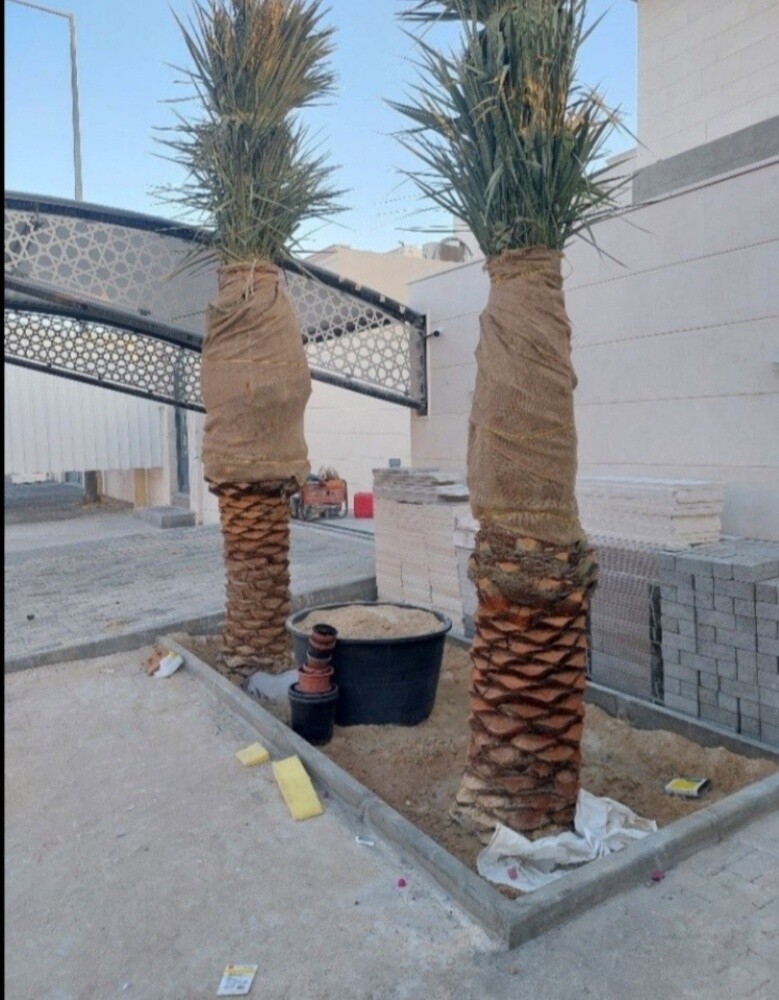 الجار المبشور - 4