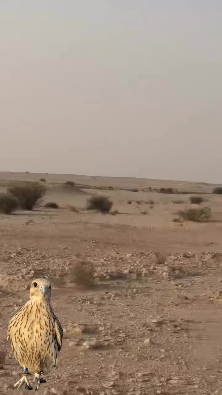 جير تبع فرخ مزرعة امكي سلالة بيور - 2