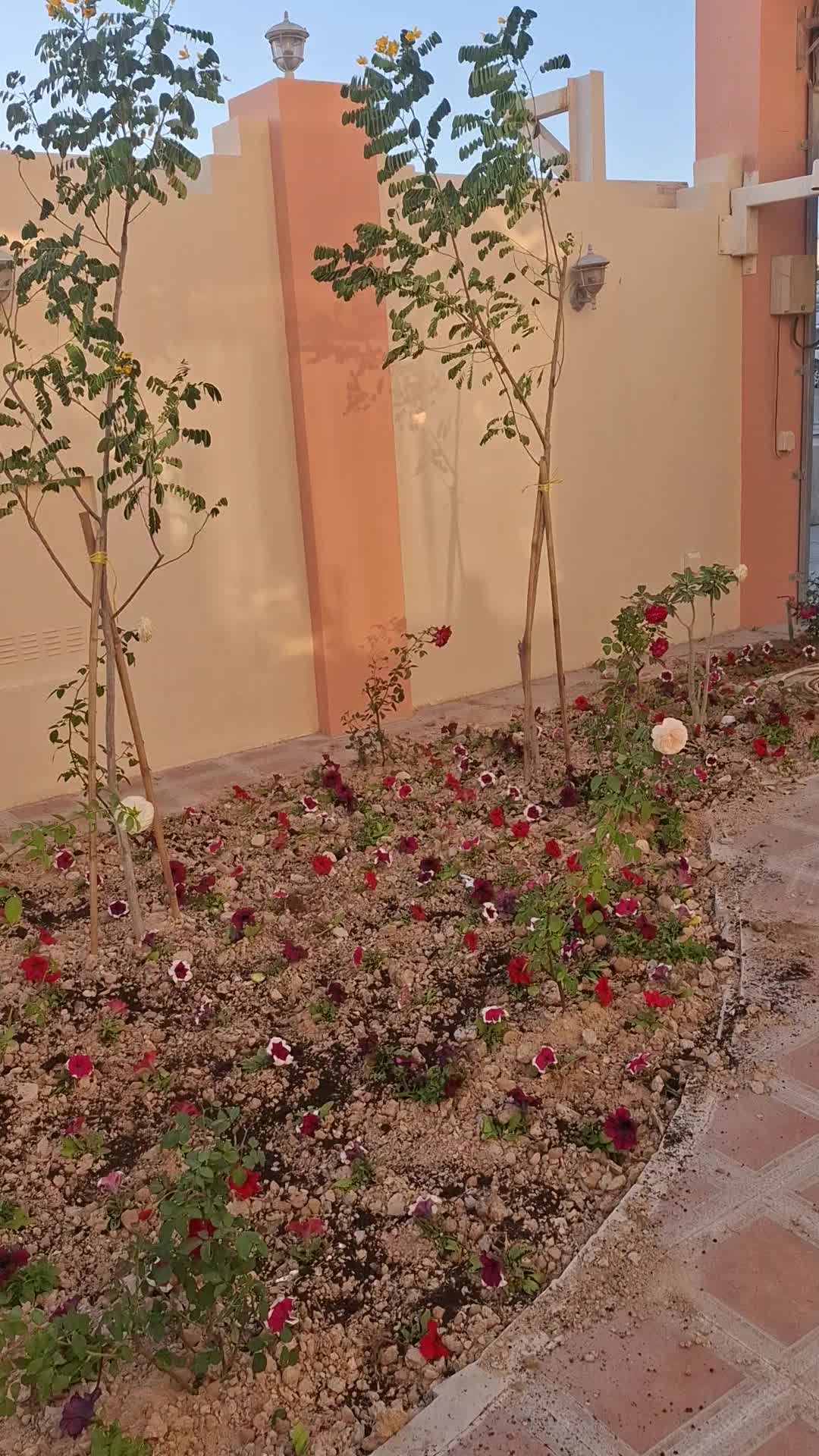 زراع - 1