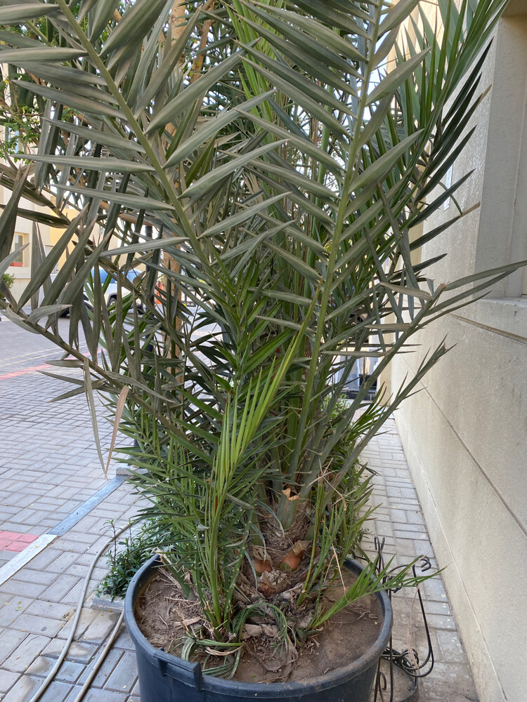 نخل برحي منتج - 1