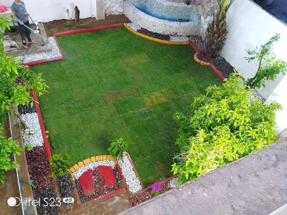 زراعه نخيل - 4