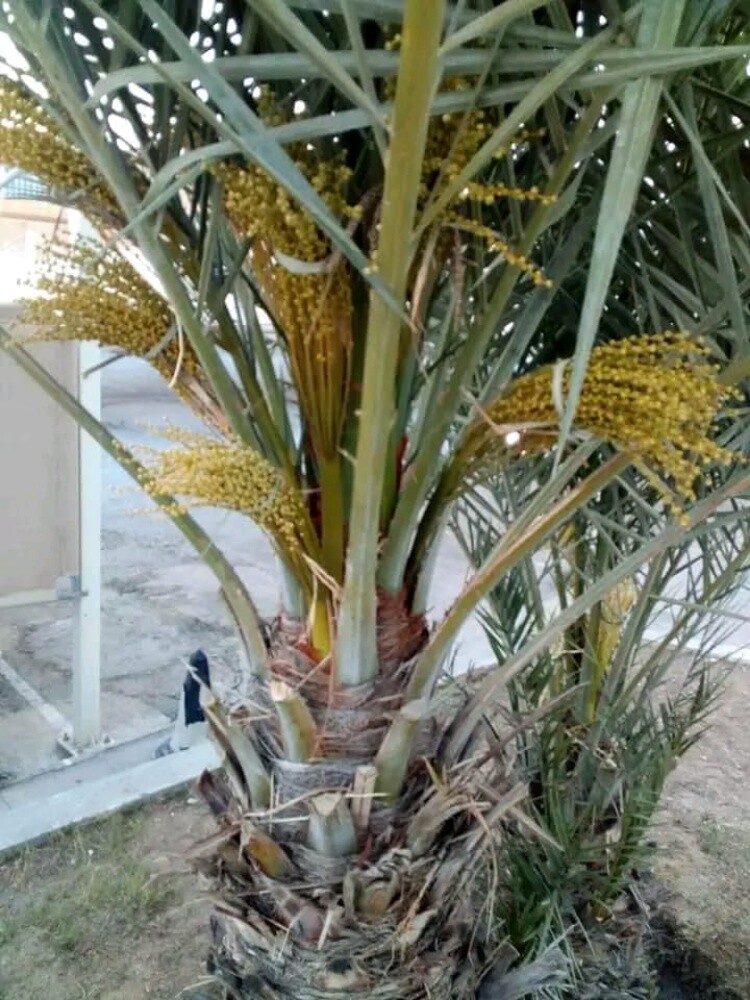 زراعه نخيل - 3