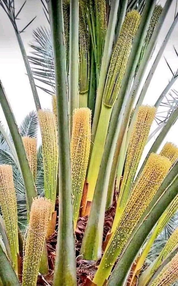 زراعه نخيل - 2