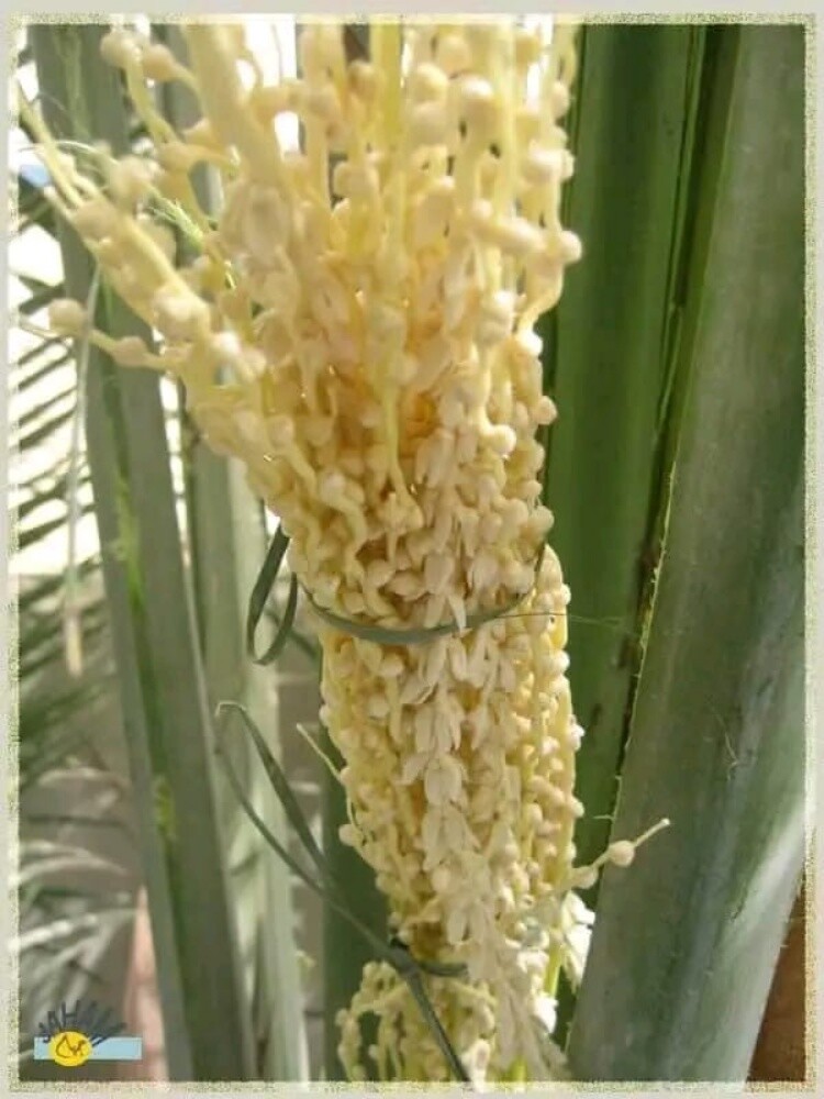 زراعه نخيل - 1