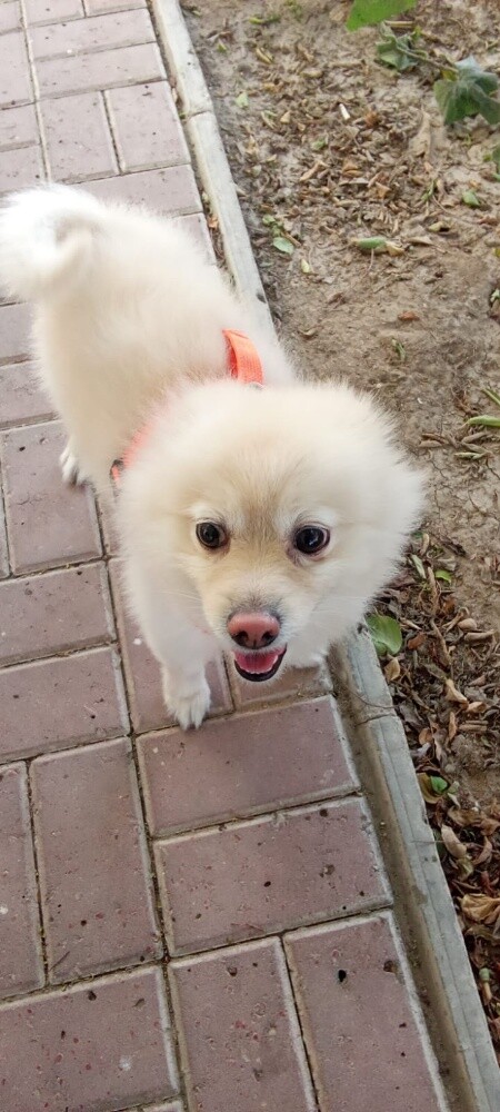 dog  pomeranian - 2