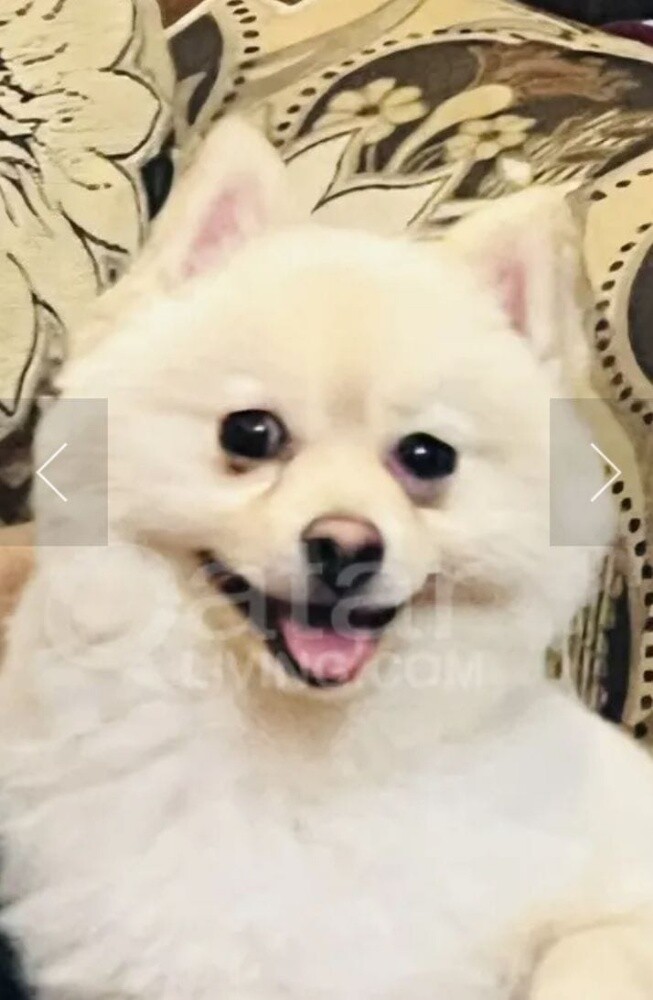 dog  pomeranian - 1