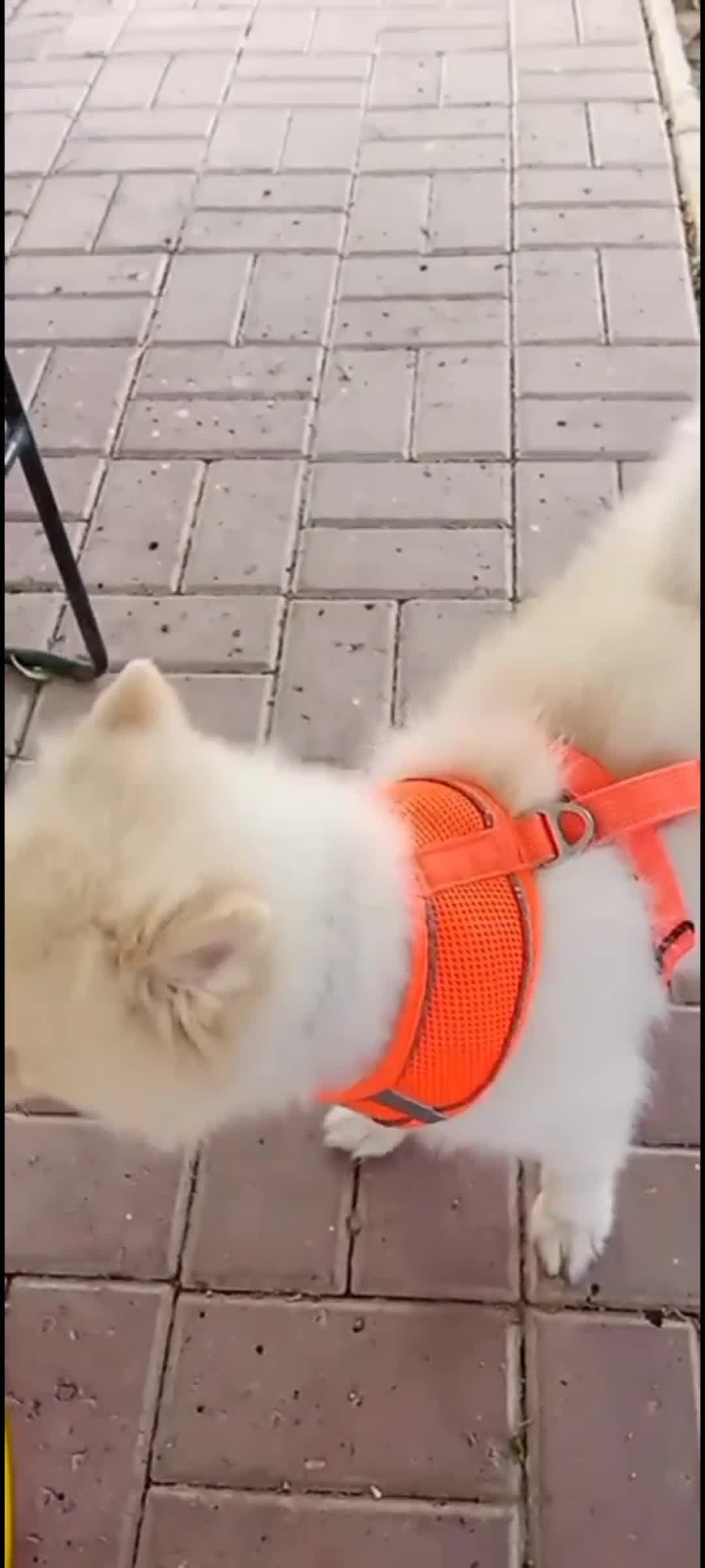 dog  pomeranian - 3