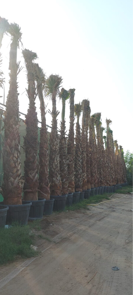 نخيل واشنطوانيا  - 2