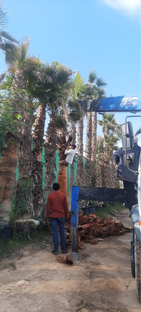 نخيل واشنطوانيا  - 3