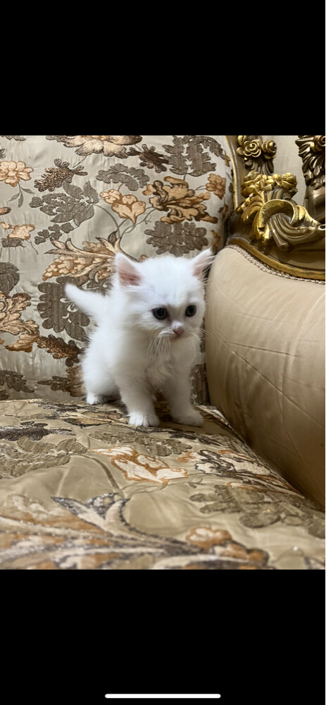 .Femal cat for sale - 5