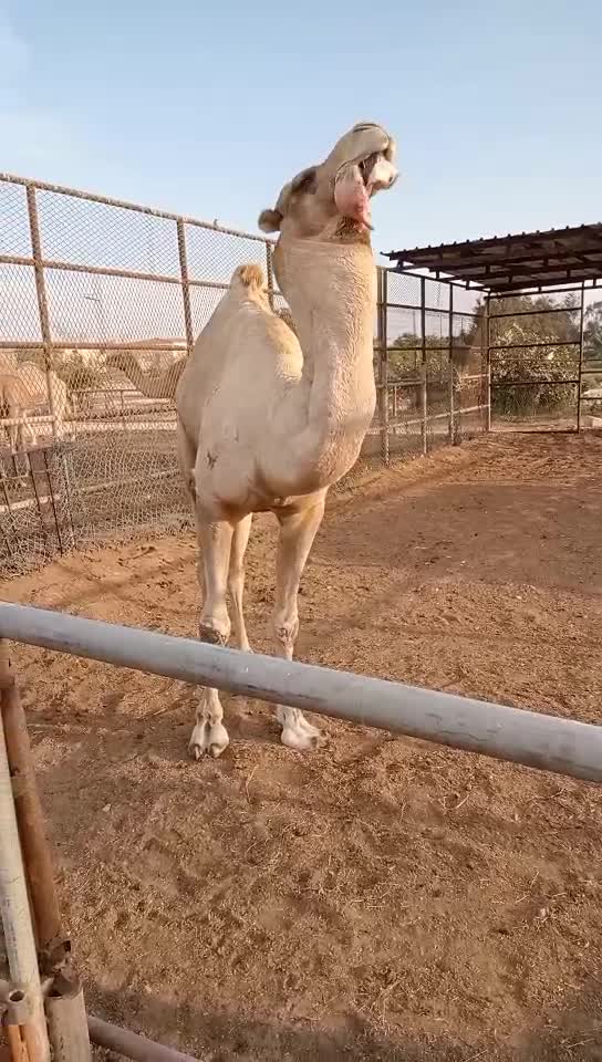 بعير فحل - 1