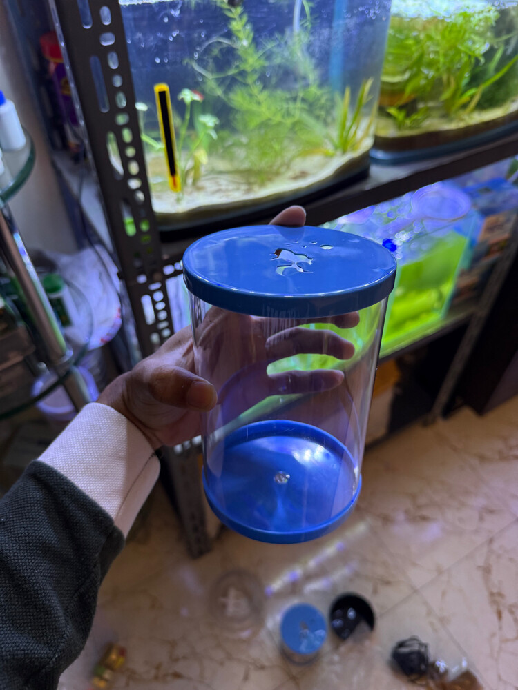 fighter fish aquarium - 3