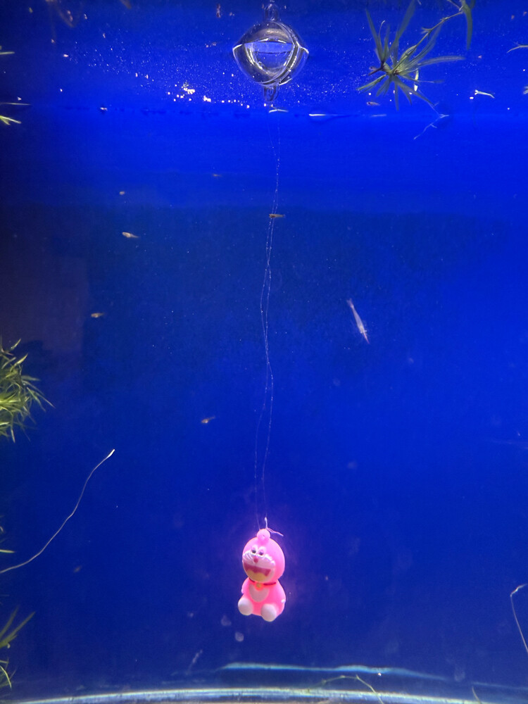 fighter fish aquarium - 2