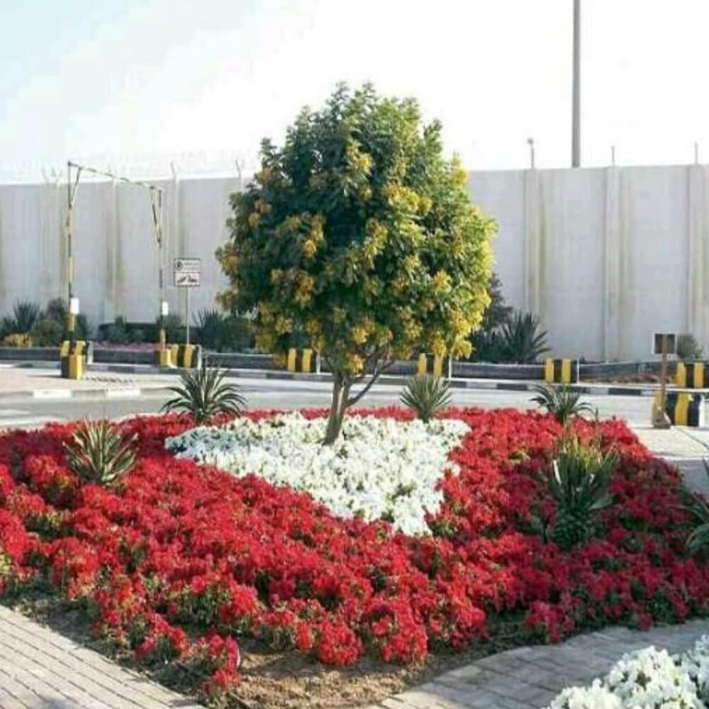 تنسيق وزراعة الحدائق المنزلية - 3