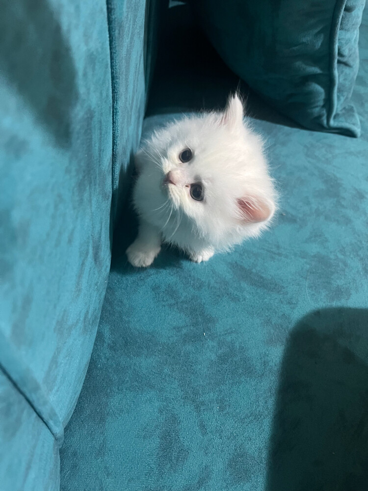 .Femal cat for sale - 4