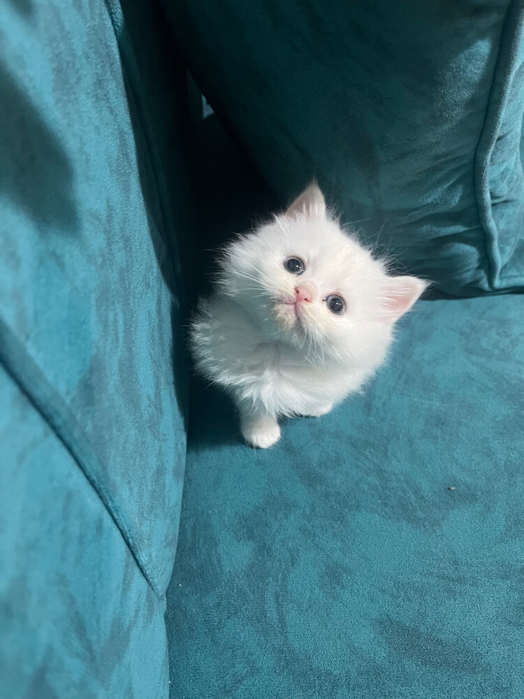 .Femal cat for sale - 3