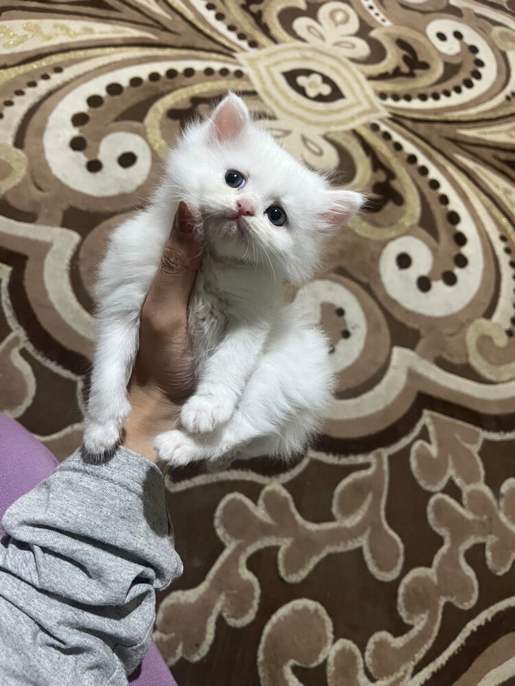 .Femal cat for sale - 2