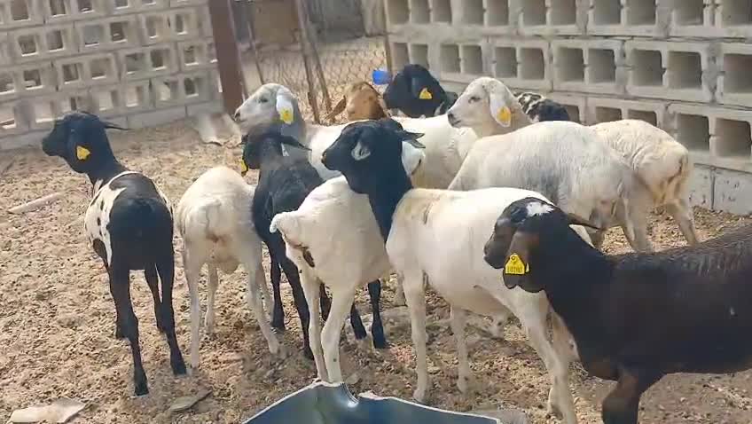 مطلوب برابر - 1